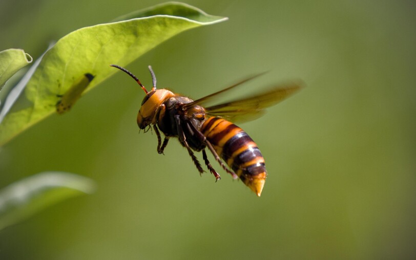 Frelon asiatique