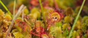 Ligne du partage des eaux with a donkey_Burzet