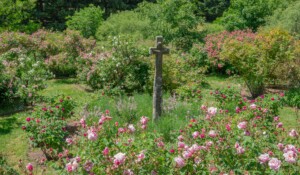 Kostenloser Besuch : Der Rosengarten der Clastres Priory_Montpezat-sous-Bauzon