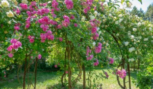 Rosengarten des Clastres-Geheges_Montpezat-sous-Bauzon