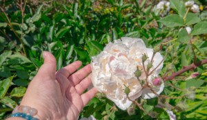 Kostenloser Besuch : Der Rosengarten der Clastres Priory_Montpezat-sous-Bauzon