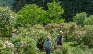 Kostenloser Besuch : Der Rosengarten der Clastres Priory_Montpezat-sous-Bauzon