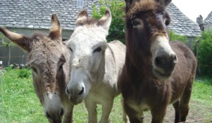 Hiking with a donkey