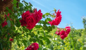 DSC07422 - Mayres - roses dans le jardin Emile Jean