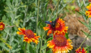 DSC07427 - Mayres - bourdon et fleurs au parc Emile Jean