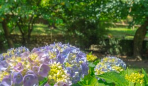 DSC07430 - Mayres - hortensias au Parc Emile Jean