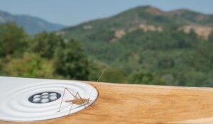 Audio Lookout Point at the Ardèche Chestnut Tree Conservation Orchard_Jaujac