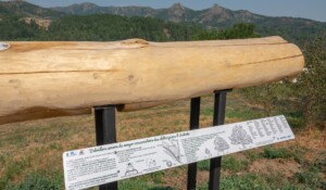 Audio Lookout Point at the Ardèche Chestnut Tree Conservation Orchard_Jaujac