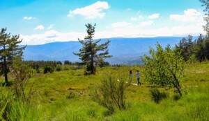 La Tourbière des Narcettes