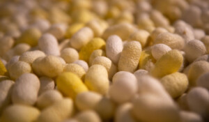 Écomusée du Moulinage - Cocons de vers à soie ©S.Bugnon