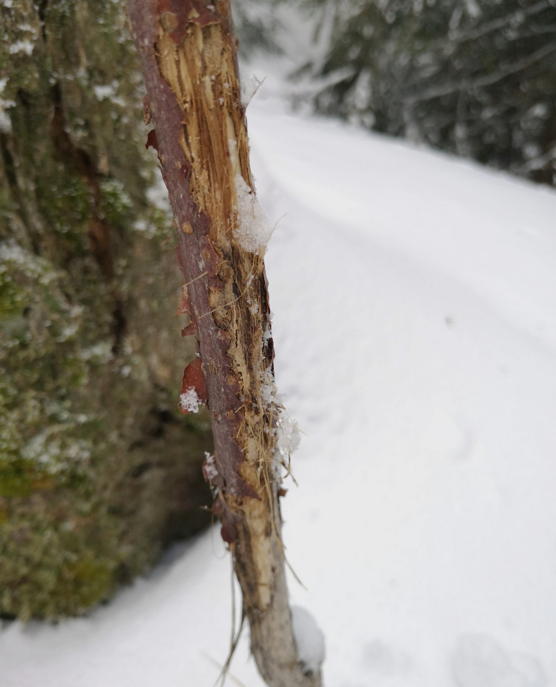 Ecorçage de lièvre ou chevreuil