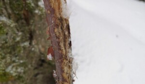 Guided walk: Animal tracks and signs of life in winter