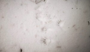 Guided walk: Animal tracks and signs of life in winter