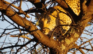 Peace around the world