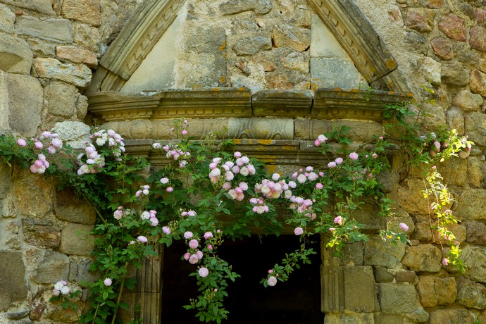 Rosiers du jardin remarquable du château du Pin à Fabras en Ardèche