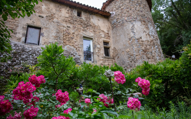 Fabras - Château du Pin - rosiers en fleurs