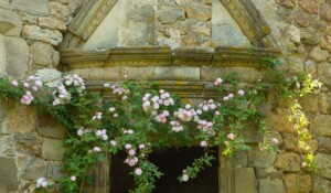 Besuche der Kiefernburg, Gärten, Ausstellungen_Fabras