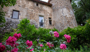 Fabras - Château du Pin - rosiers en fleurs ©sourcesetvolcans