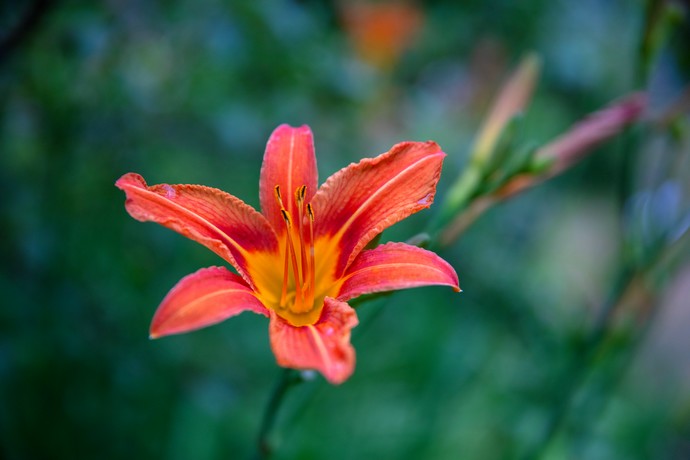 Fleur dans le jardin remarquable du château du Pin à Fabras en Ardèche