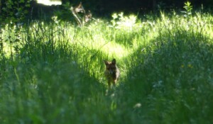 Face à face tranquille avec le renard