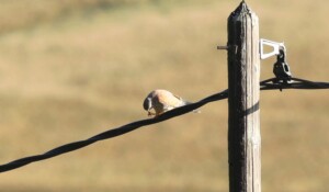 Faucon crécerelle entrain de manger sa proie