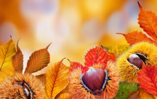 Fete de l'automne en ardèche - ©sourcesetvolcans-photoshop