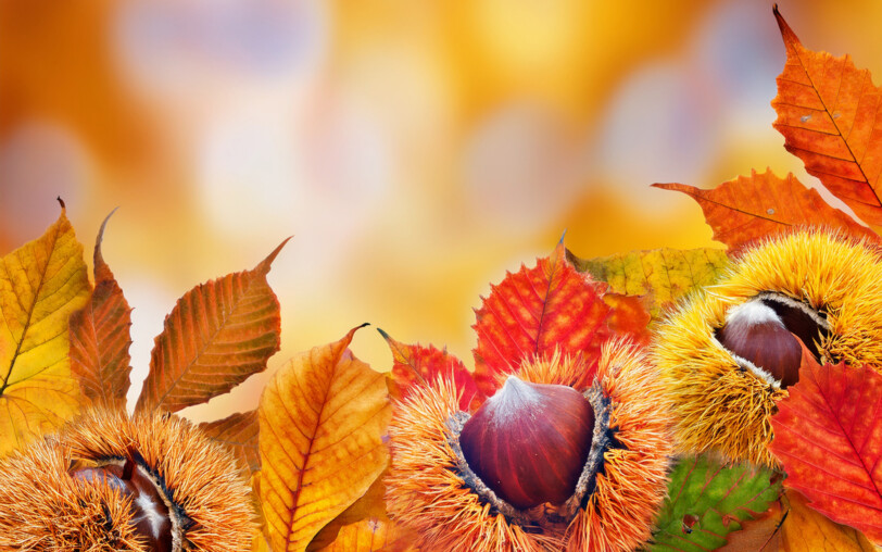 Fete de l'automne en ardèche