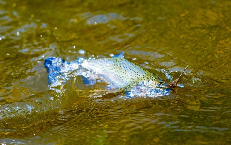 No-Kill fishing trail Pont De Labeaume, Meyras, Chirols