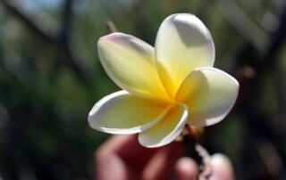 Fleur de tiaré ©pixabay - ©pixabay