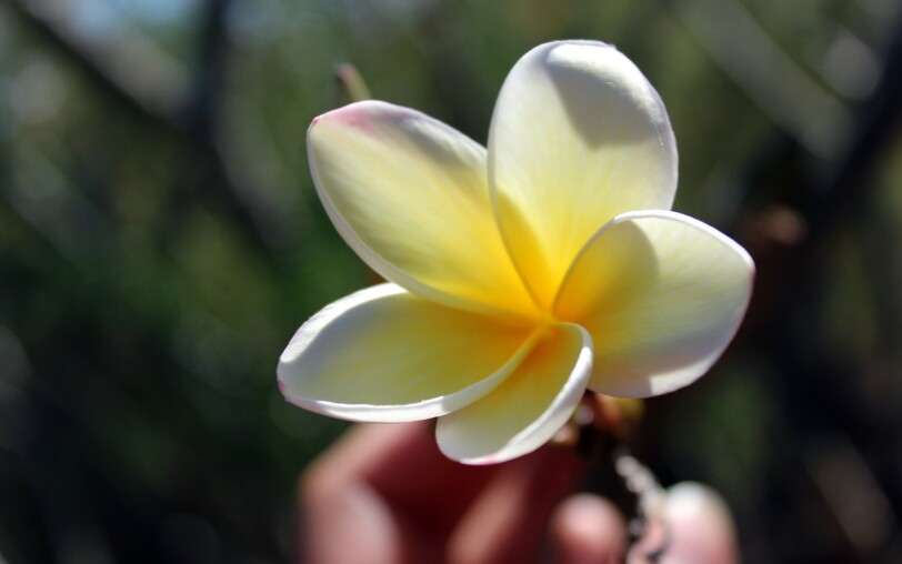 Fleur de tiaré ©pixabay