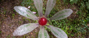 Fleur en verre
