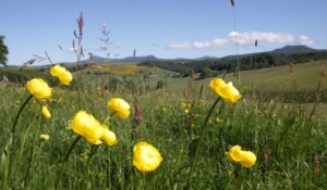 Fleurs au Gerbier