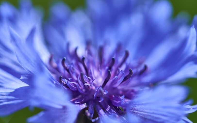 Wellness day : Field cornflowers at the thermal baths of Neyrac_Meyras