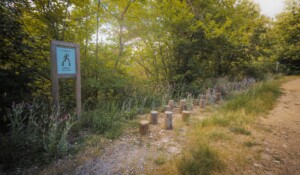 Fôret communale de Roiffieux_Roiffieux