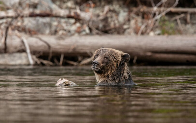 Schöne tiere, so nah an der wildnis wie nie zuvor_Jaujac
