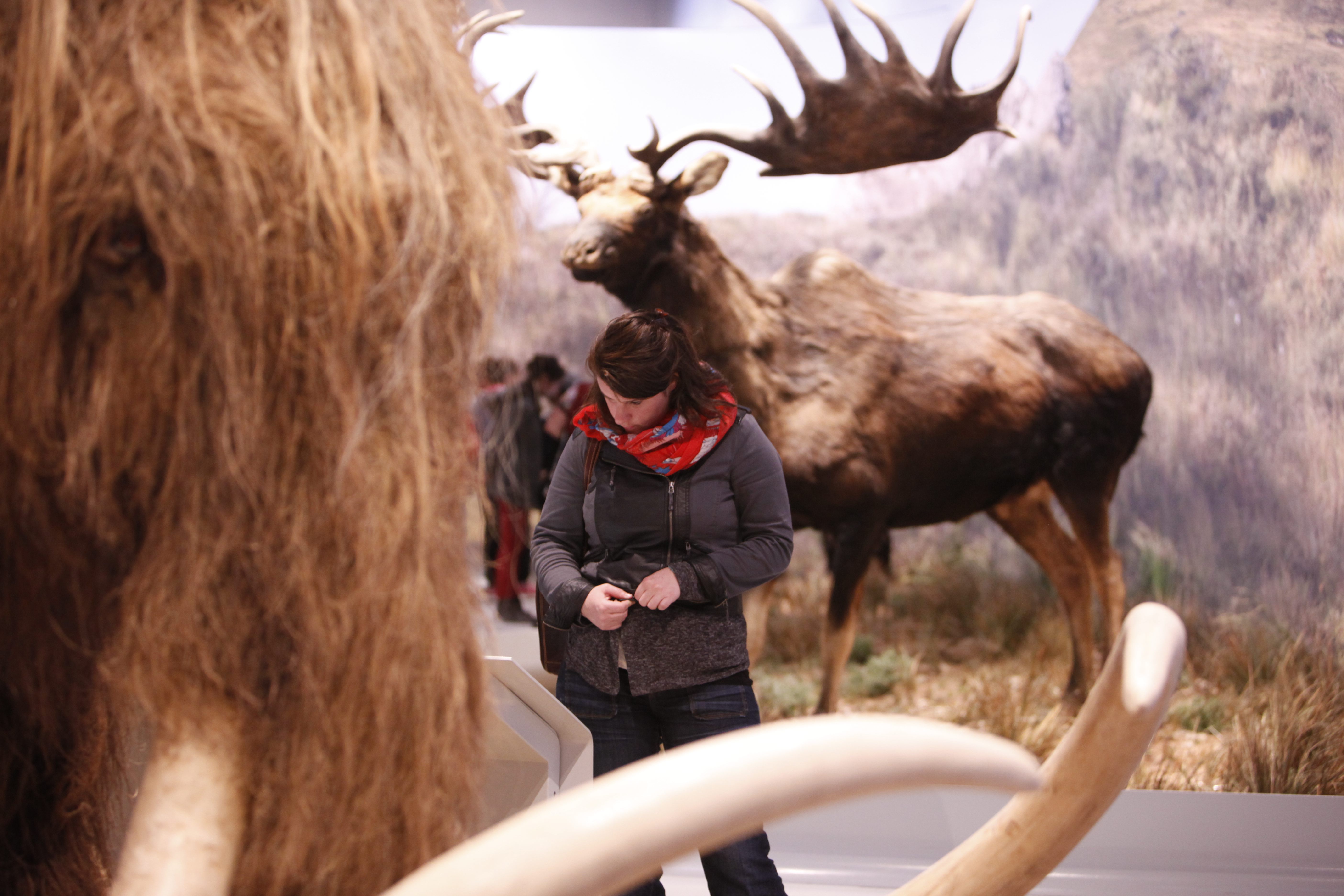 Galerie de l'Aurignacien - Grotte Chauvet 2 Ardèche