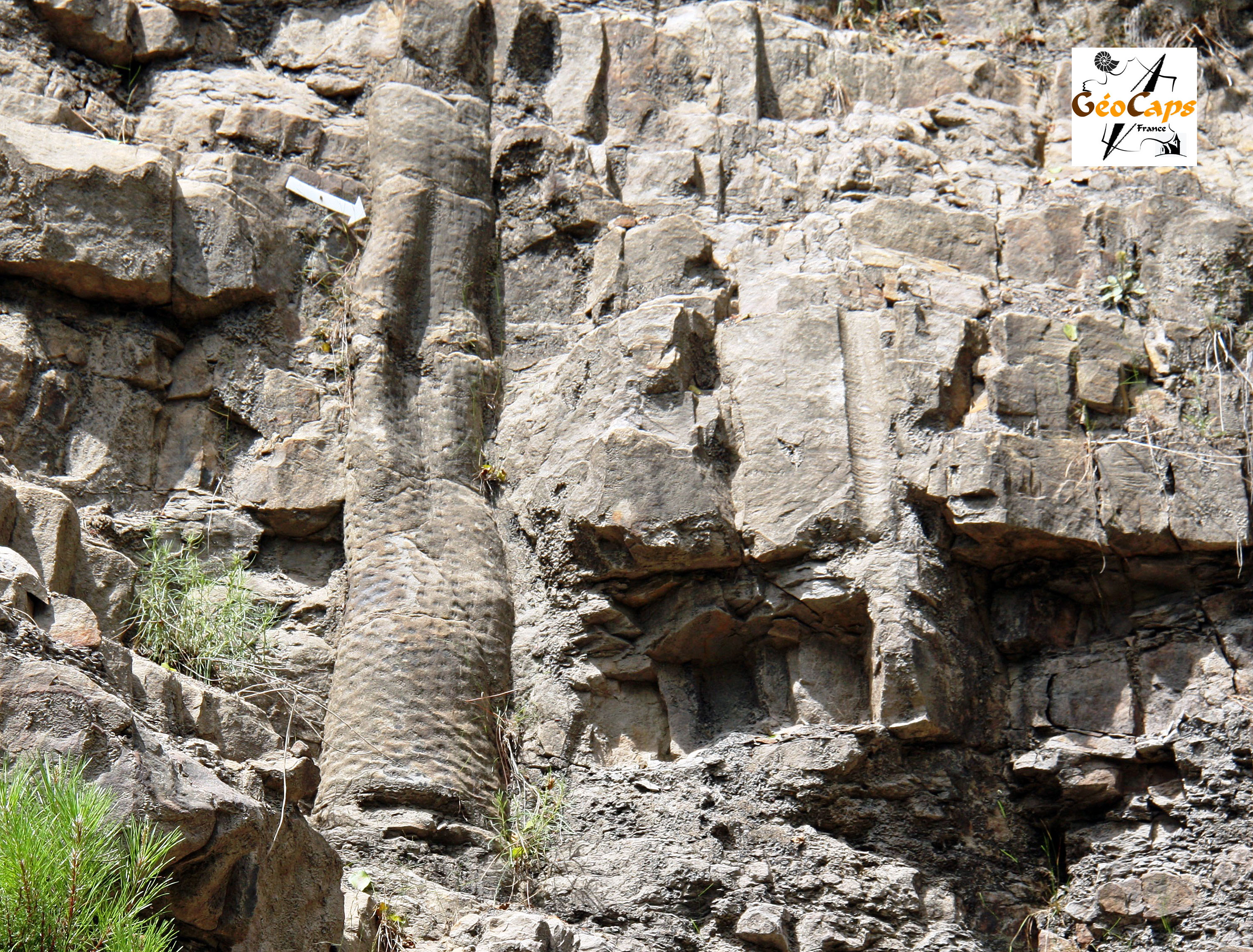 Forêt fossile de Champclauson