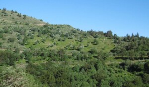 La nature face à vous ! Champs de myrtilles sauvage d'Ardèche.
