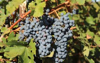 Vigne et raisins - ©pixabay