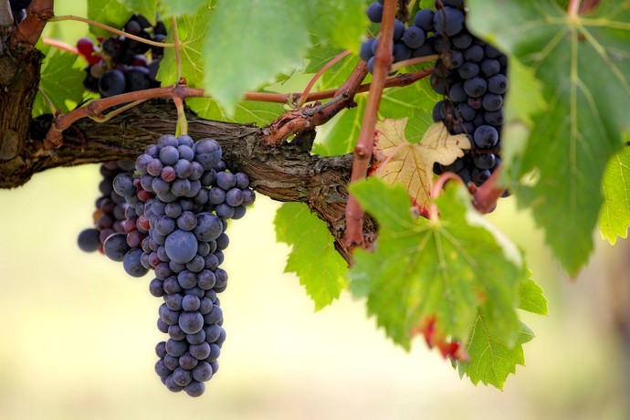Grapes de raisins, vignes naturelles en treilles de Clinton, en Ardèche
