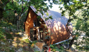The chestnut