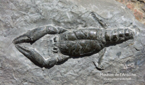 Naturkundemuseum der Ardèche : fossilien unt dinosaurier