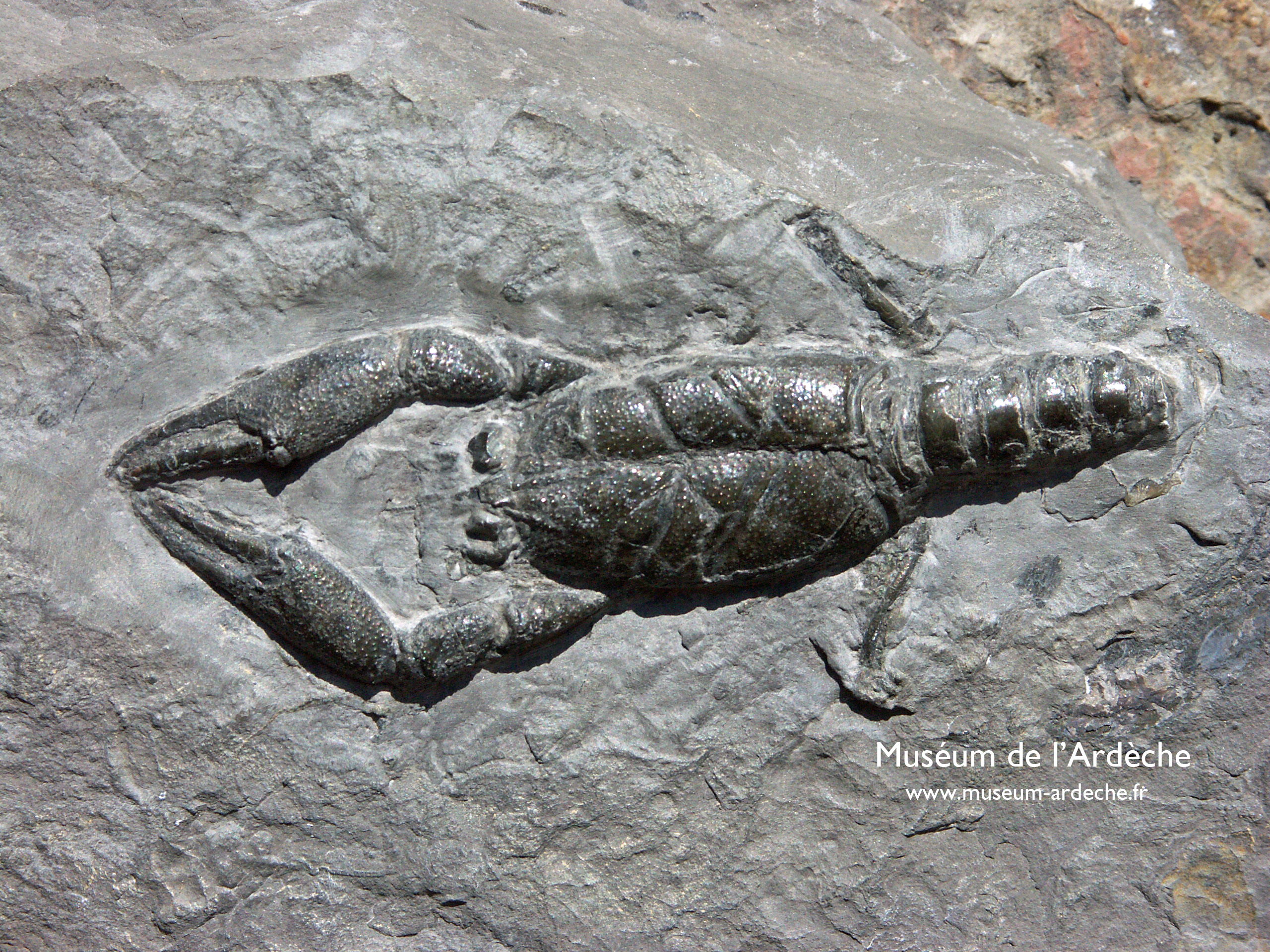 Muséum de l'Ardèche
