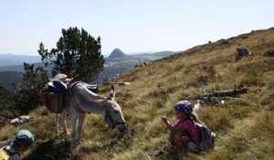 Hiking with a donkey