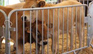 Foire agricole - marché de producteurs - vide grenier - repas et bal