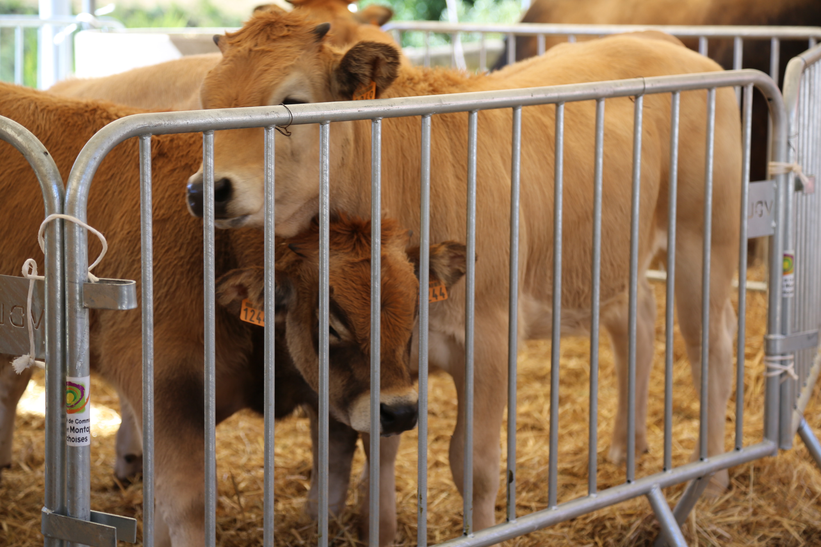 Agricultural fair - farmers' market - garage sale - ball