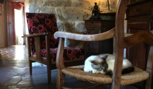Coin salon avec chat sur fauteuil