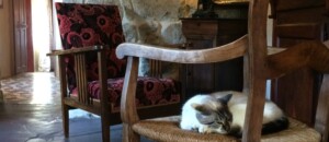 Coin salon avec chat sur fauteuil