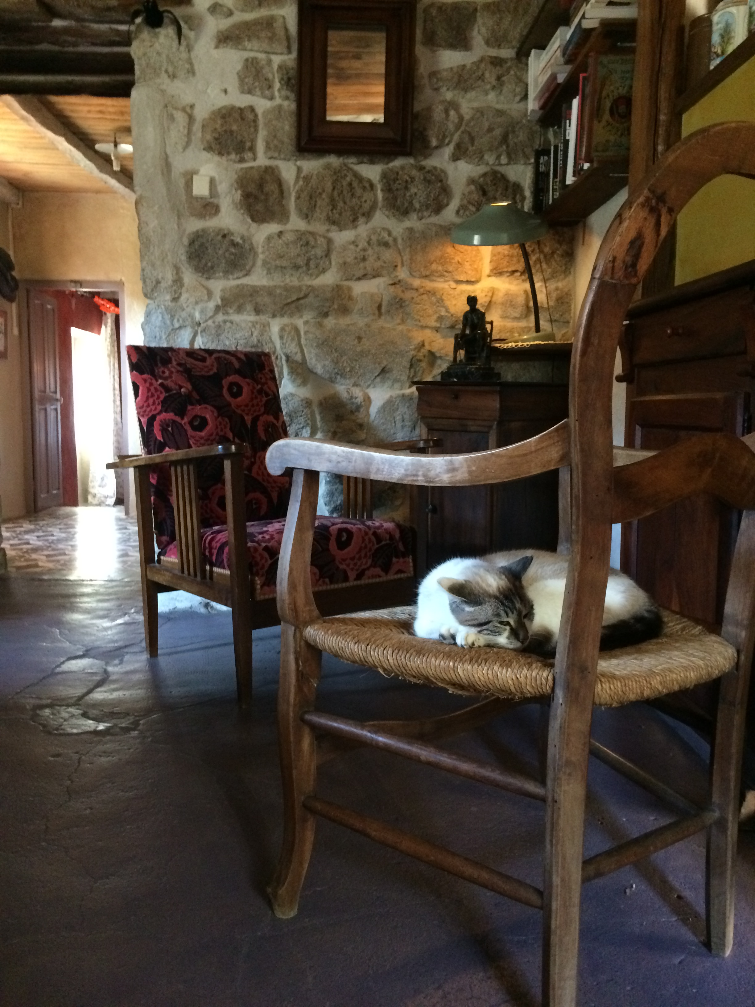 Coin salon avec chat sur fauteuil