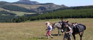 Hiking with a donkey